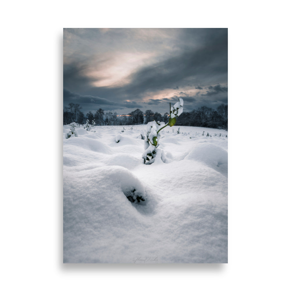 Photographie hivernale captivante montrant une plante verte solitaire au milieu d'un paysage enneigé, avec une forêt lointaine et un ciel nuageux en arrière-plan, œuvre de Florian Vaucher.