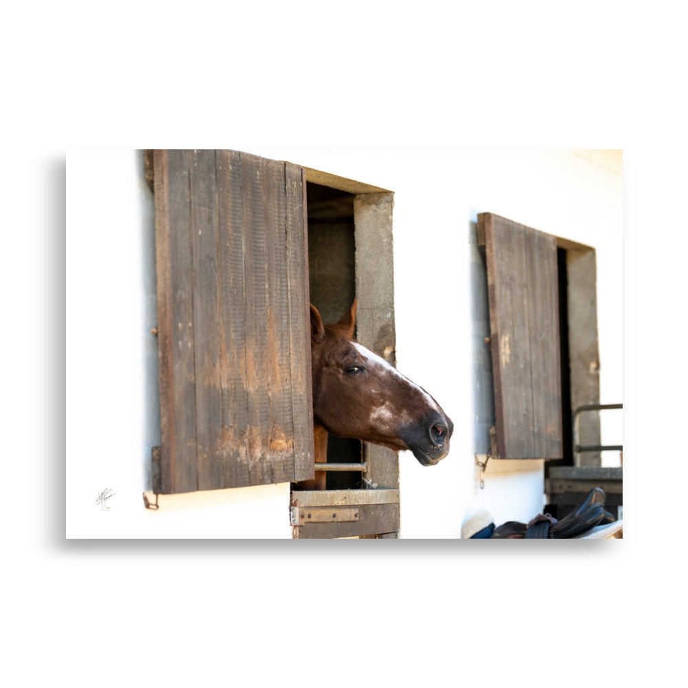 Poster photographique 'L'arrogant' représentant un cheval avec un regard audacieux, émergeant de son box, capture exquise par le photographe Yann Peccard. Le regard puissant du cheval et la qualité d'impression muséale enrichiront visuellement votre espace.