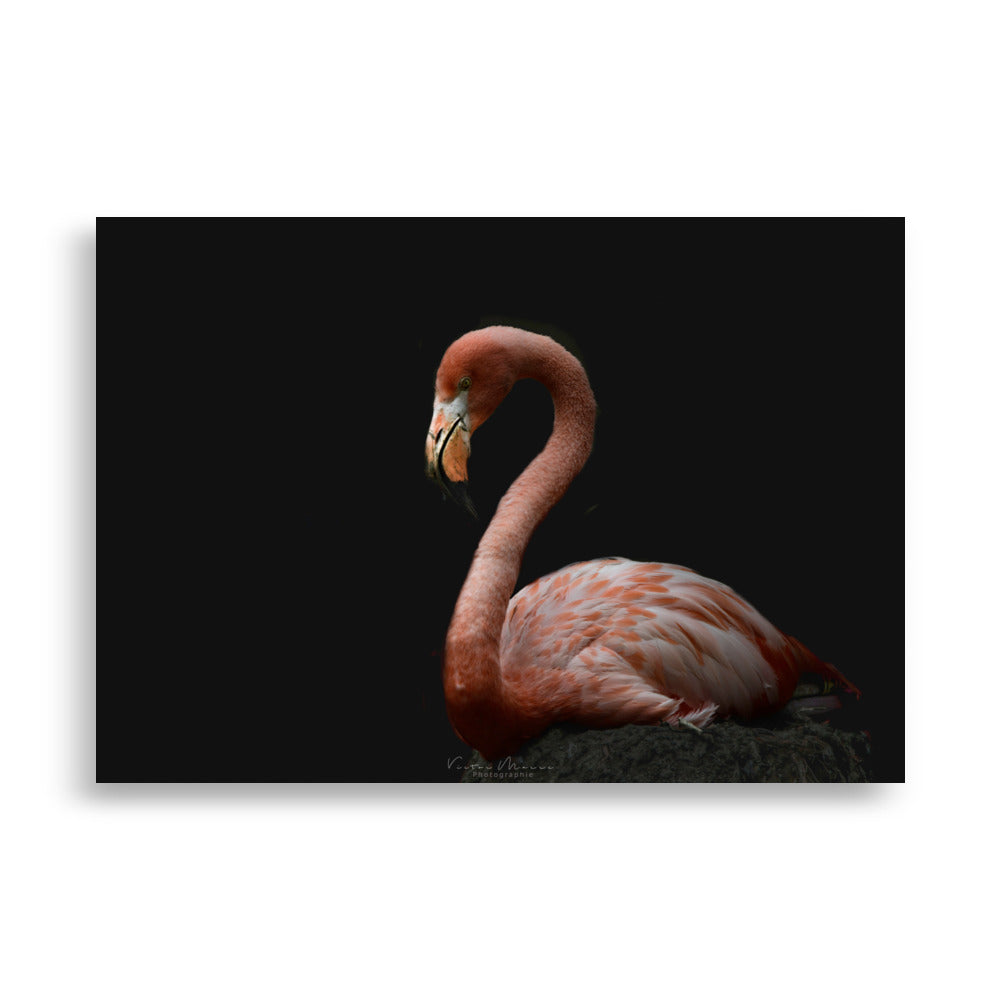 Photographie 'Flamingo', présentant un flamant rose élégant de profil, se détachant majestueusement sur un fond noir profond, capturant subtilement sa grâce et son élégance.