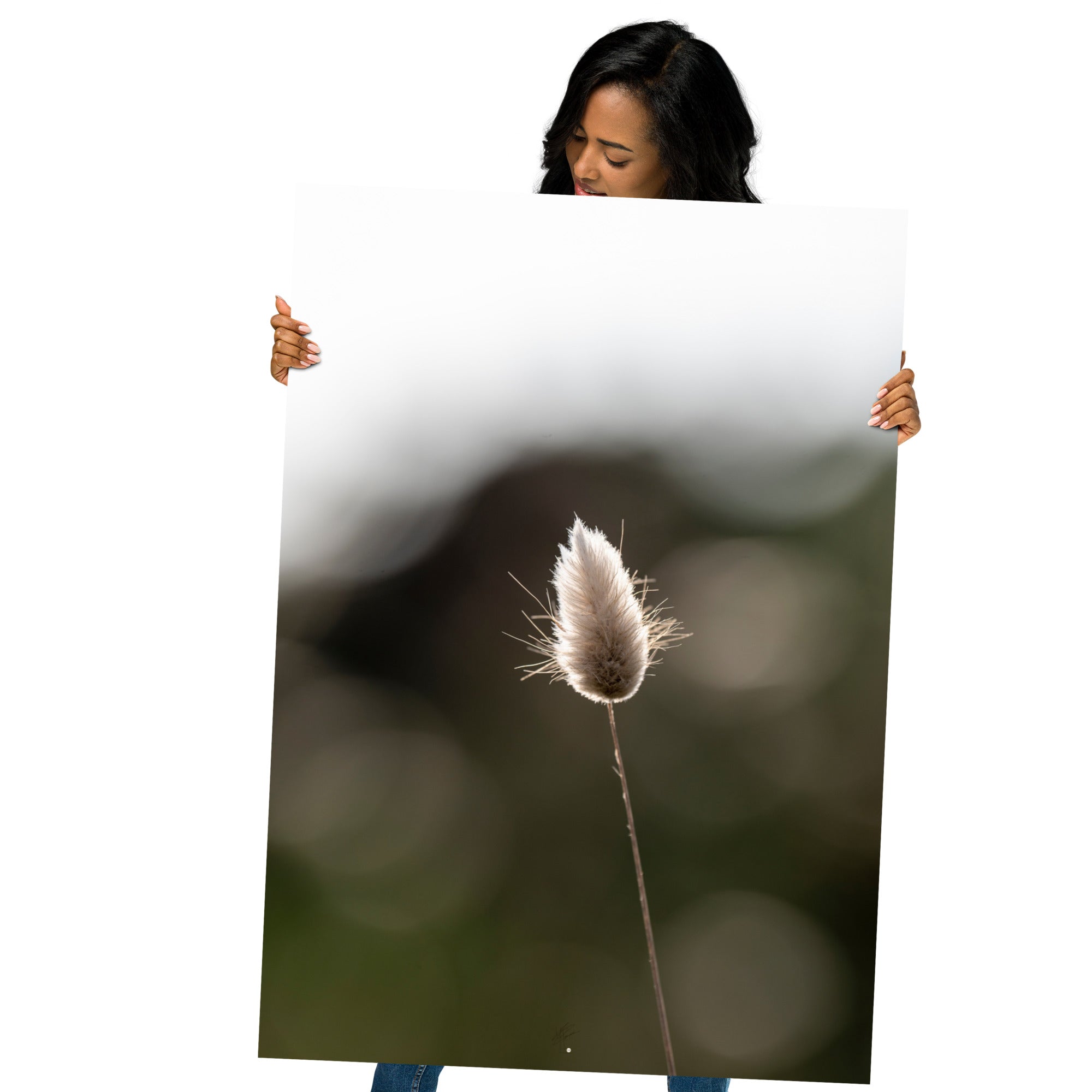 Photographie délicate 'Queue-de-lièvre', capturant de près la beauté et les détails fins d'une plante, créée par la photographe Yann Peccard.