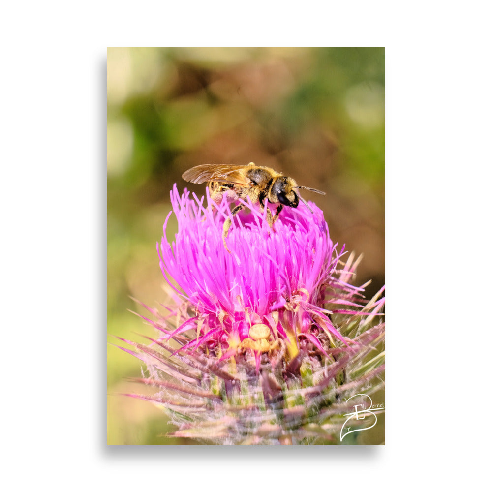 Photographie détaillée d'une abeille collectant du pollen sur une fleur de chardon marie, mettant en évidence la complexité de la nature, œuvre d'Eli Bernet.