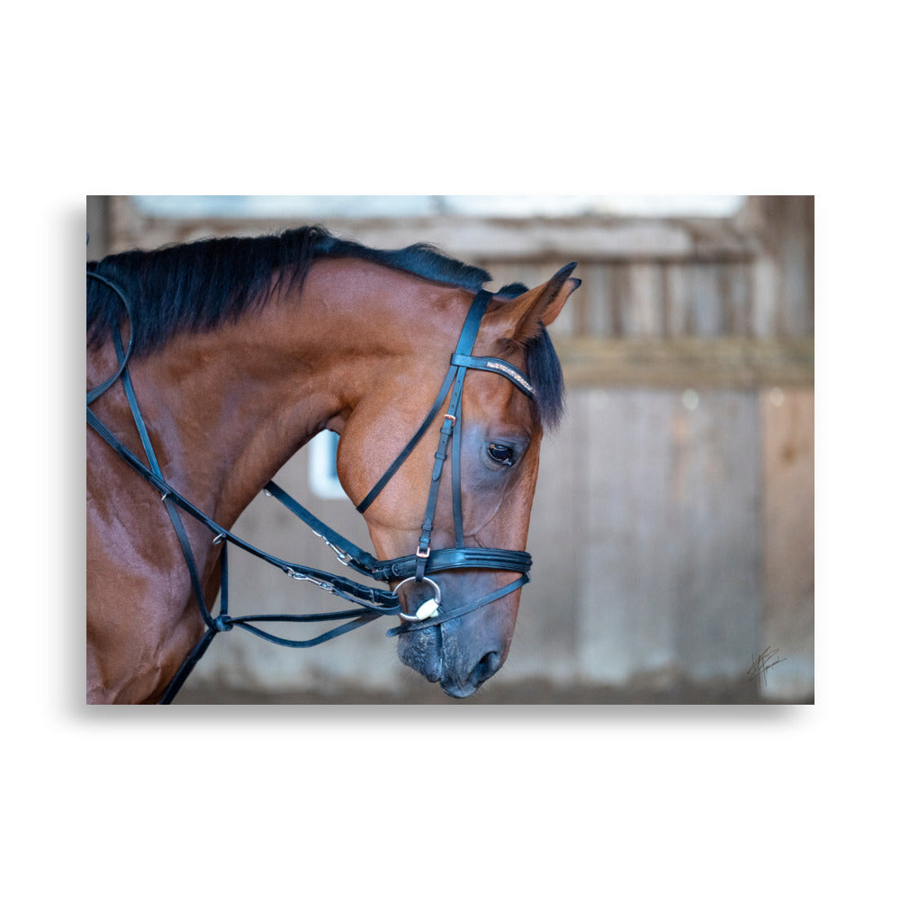 Photographie 'Évasion à Crinière' par Yann Peccard, capturant l'élégance et la puissance d'un cheval marron en gros plan.
