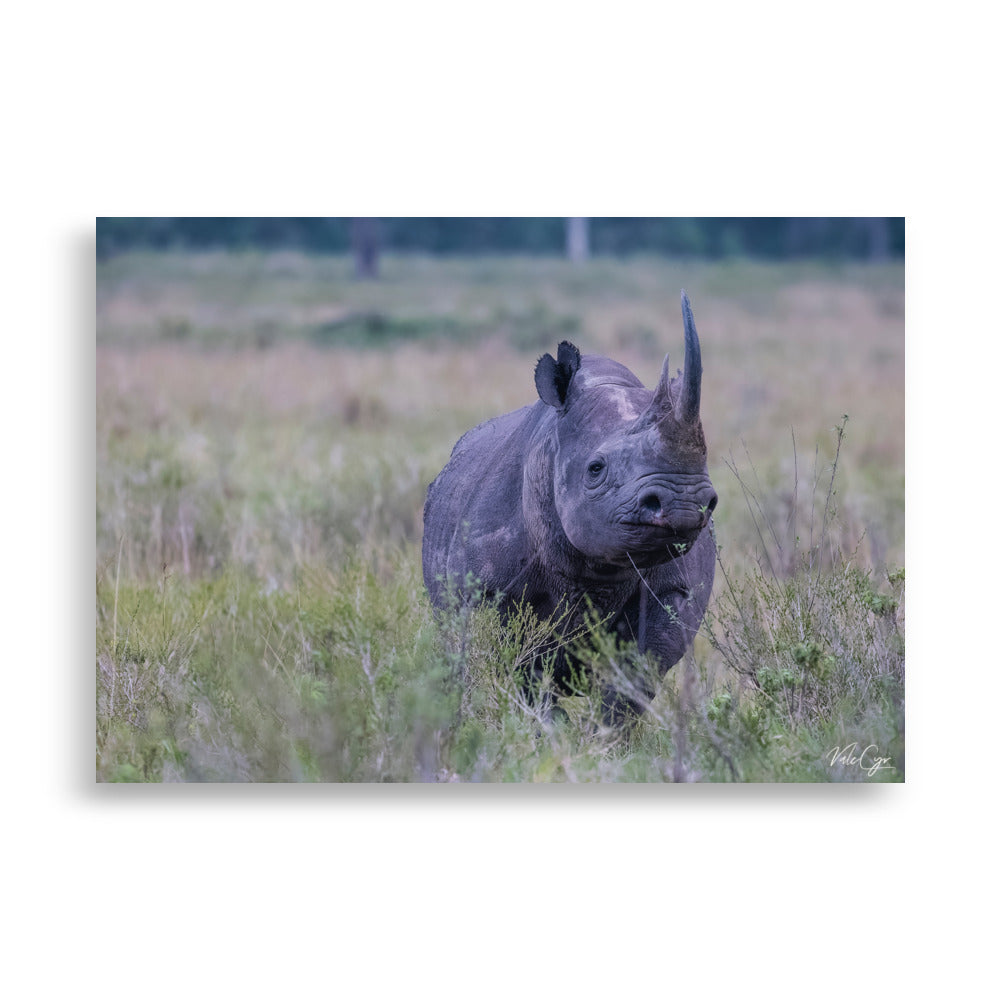 Photographie d'un rhinocéros majestueux dans la savane africaine, capturée par Valerie et Cyril BUFFEL, illustrant la robustesse et la résilience de cet animal emblématique.