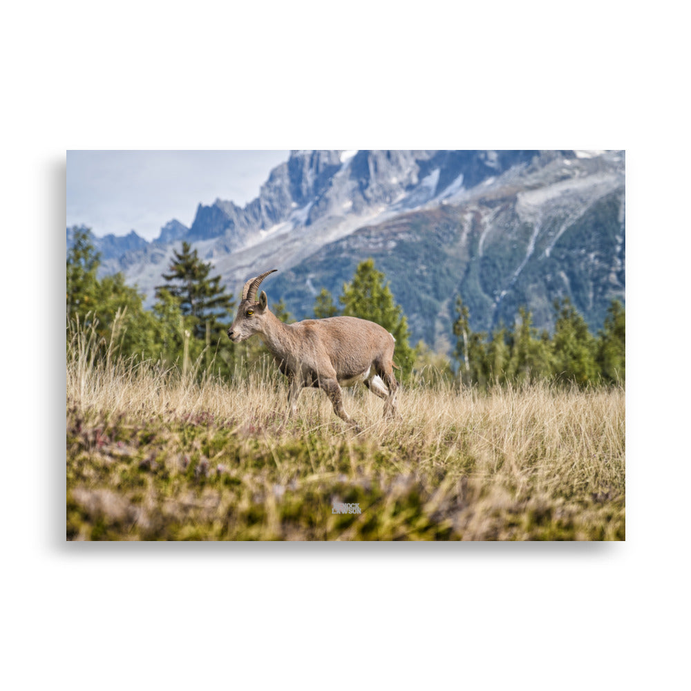 Photographie d'un jeune bouquetin agile dans les prairies alpines, capturée par Henock Lawson, montrant l'harmonie de l'animal avec les teintes dorées de l'environnement.