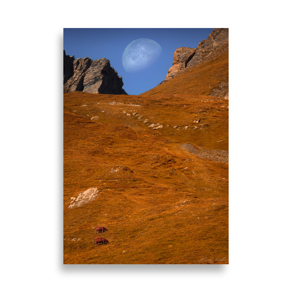 Photographie d'un désert nocturne, par Florian Vaucher, montrant la lune se levant au-dessus d'une vallée désertique avec des bovins tranquilles.