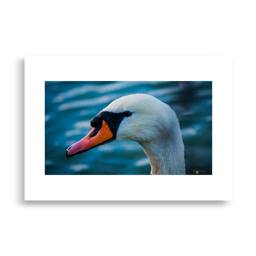 Poster animal Cygne