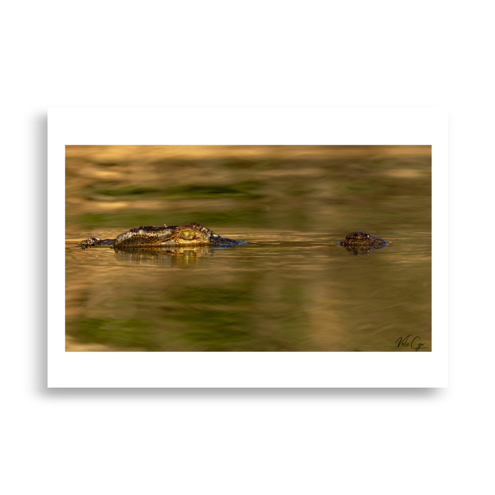 Poster photo crocodile