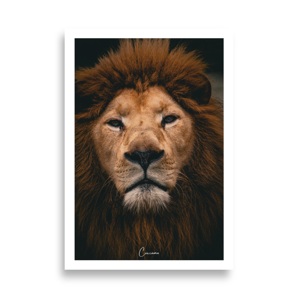 Poster Lion