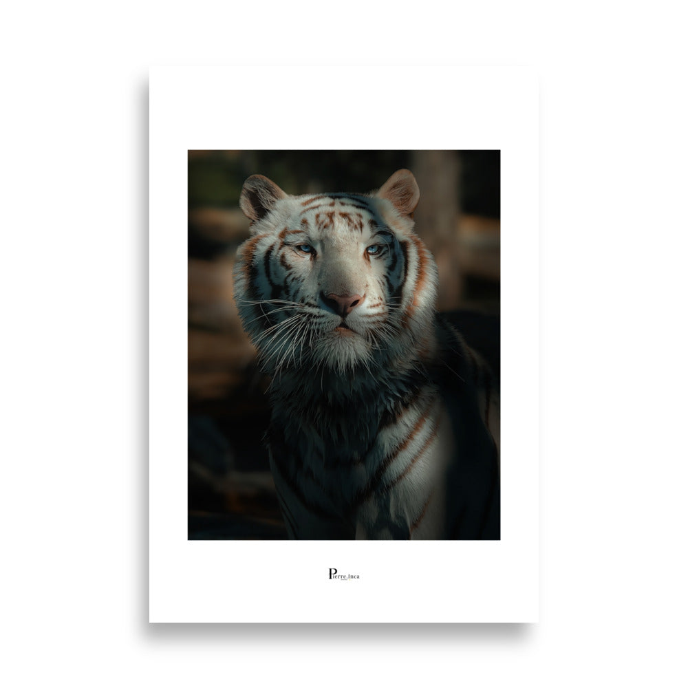Portrait de Tigre