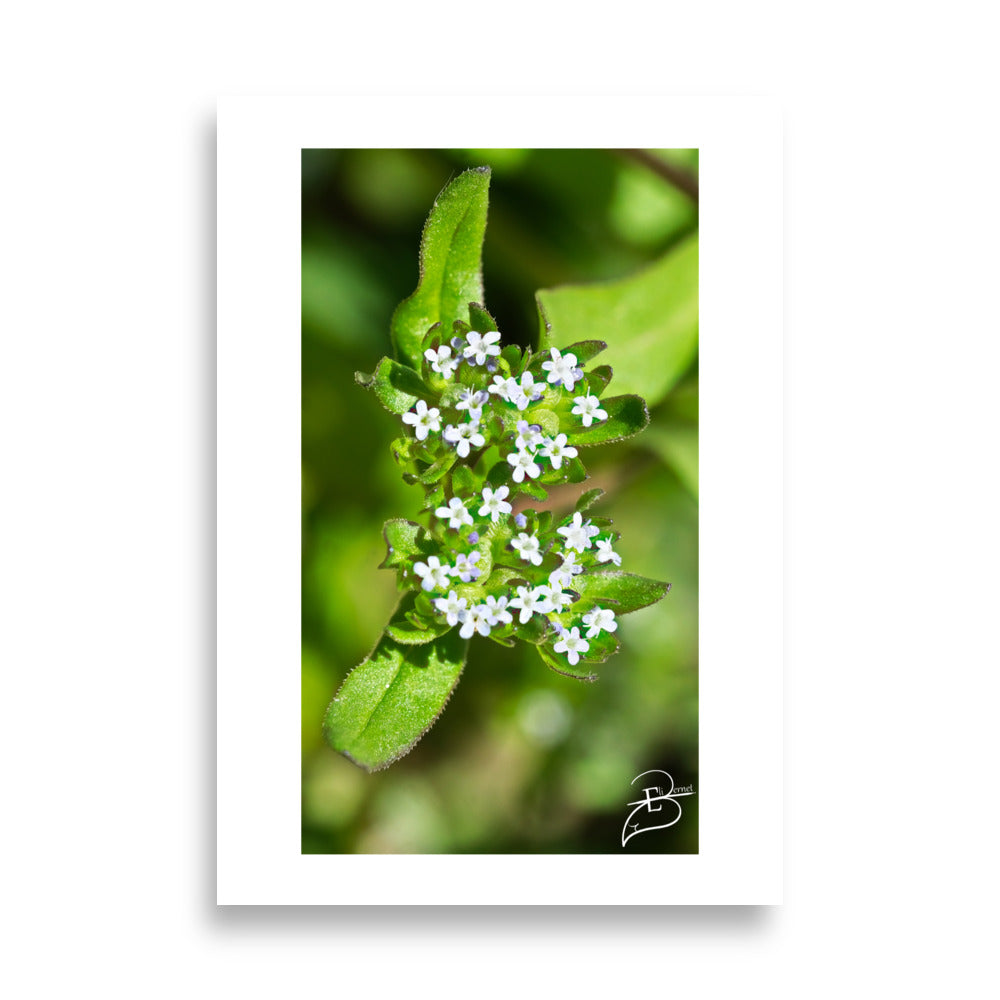 Poster de fleurs blanche pour la décoration intérieure