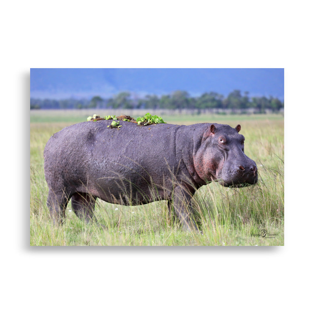 Photographie animalière