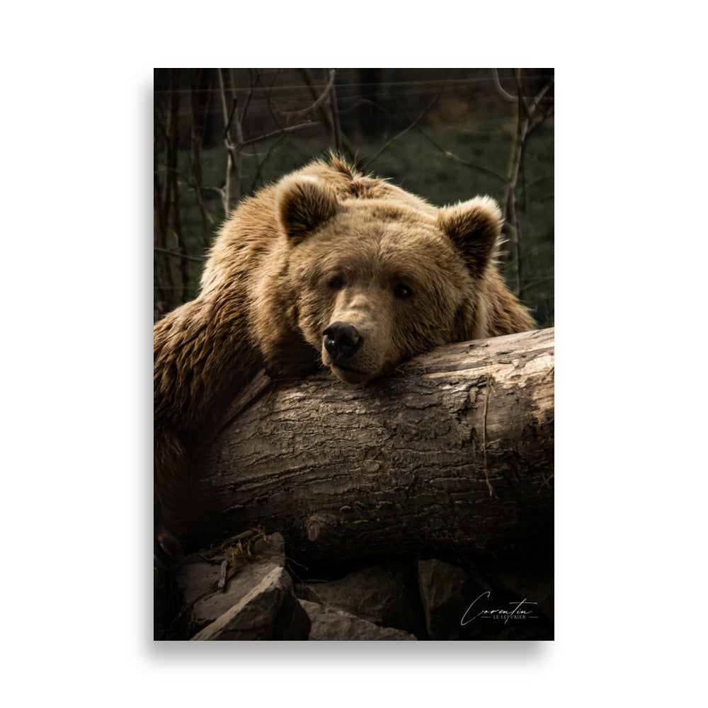Poster D'ours