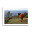 Poster de cheval en haut d'une montagne a la campagne