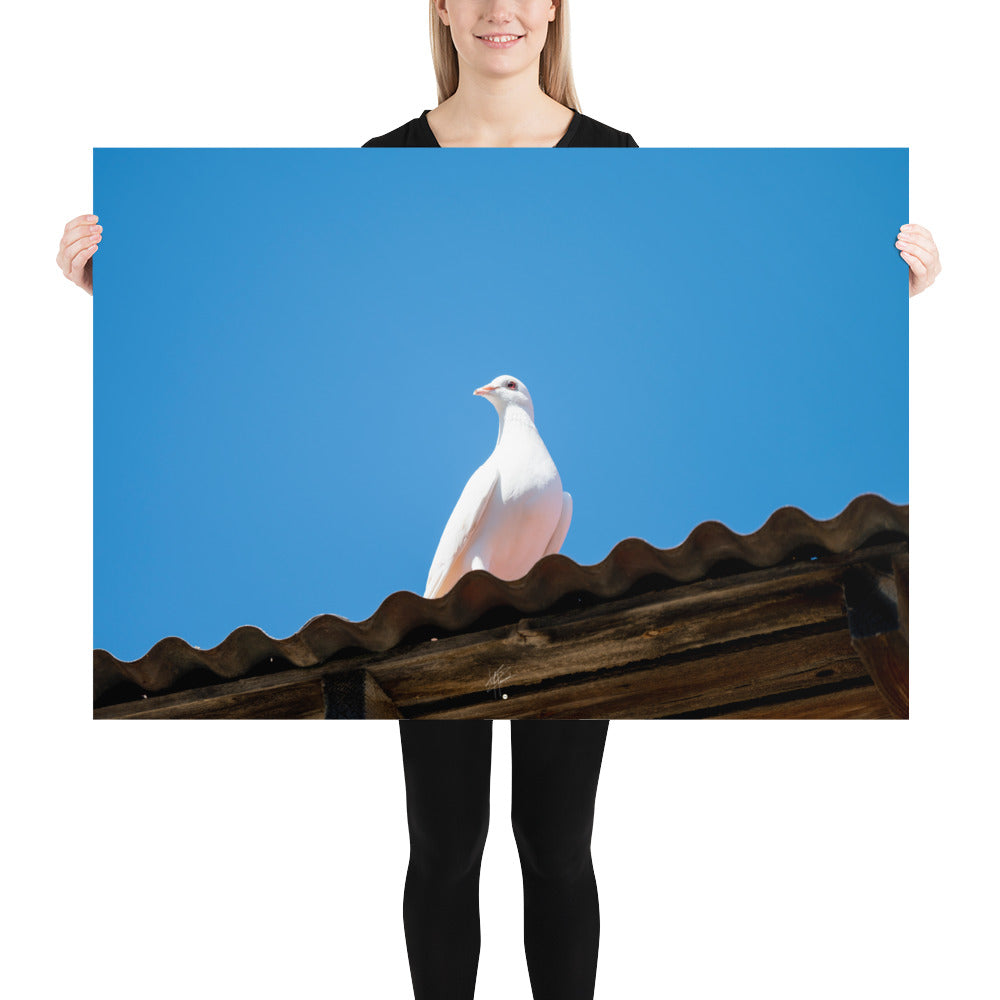 Photographie délicate 'Blanche Colombe' montrant un oiseau blanc en contemplation, imprimée sur papier haut de gamme.