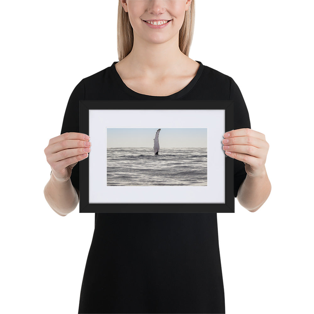 Photographie 'Baleine à Bosse' par Charles Coley, capturant un moment furtif et majestueux d'une nageoire de baleine émergeant des profondeurs bleues de l'océan, un symbole de la liberté et du mystère du monde marin, ajoutant une essence de nature et de sérénité à votre espace intérieur.