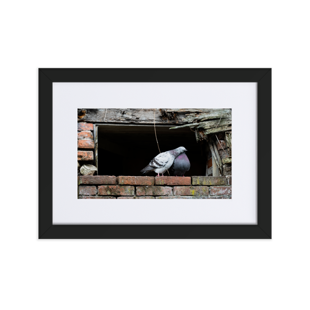 Poster du 'Calin', photographie attendrissante de deux pigeons à Honfleur.