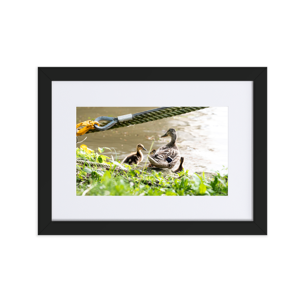 Poster de photographie d'une maman canard avec ses petits au bord de la Seine à Villeneuve-Saint-Georges.