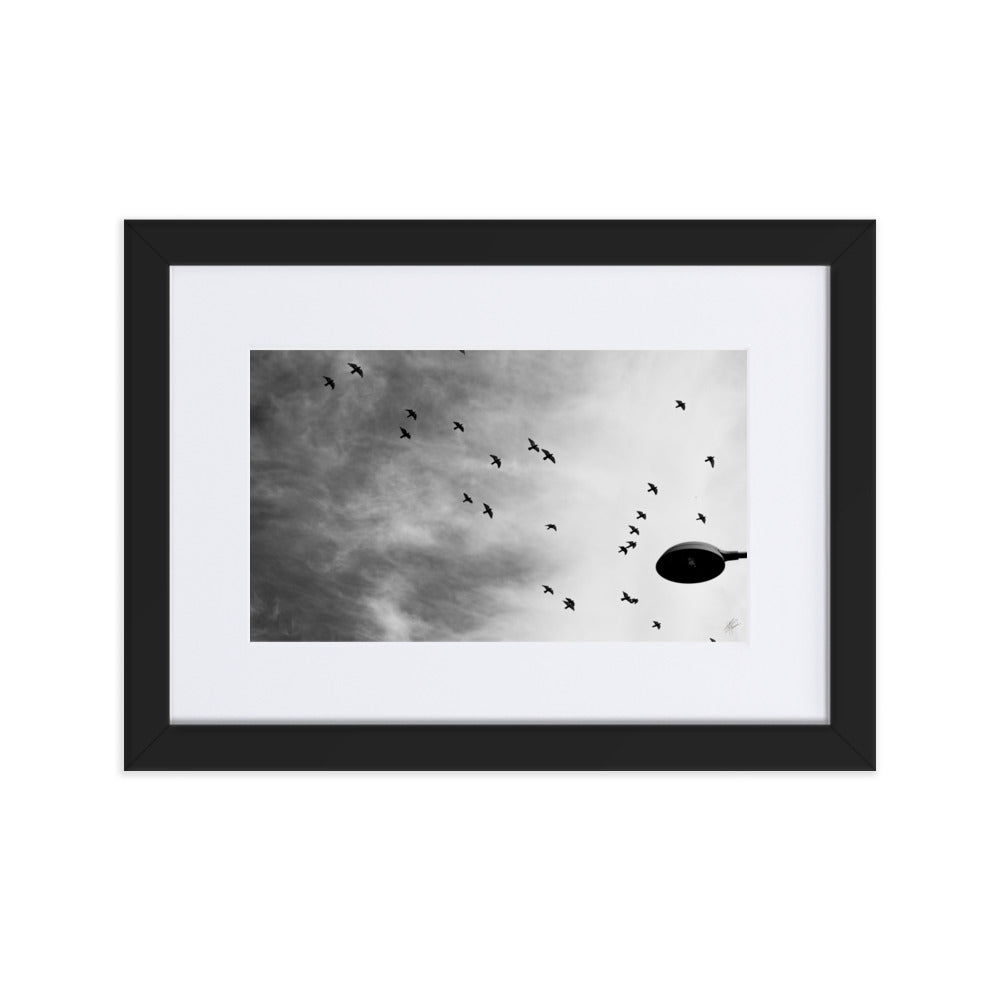 Photographie 'Dans le Sillage du Vent' de Yann Peccard, représentant des oiseaux en vol dans un ciel urbain, avec un réverbère en noir et blanc.