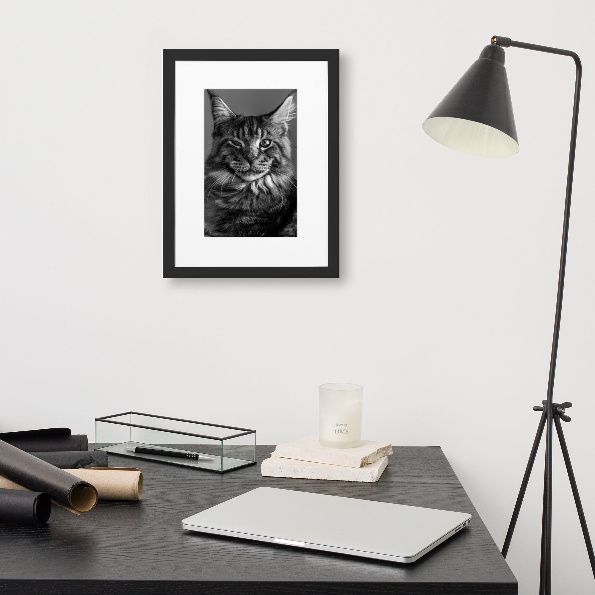 Portrait en noir et blanc du chat Maine Coon, capturant son allure noble et sa beauté naturelle, œuvre de Charles Coley.