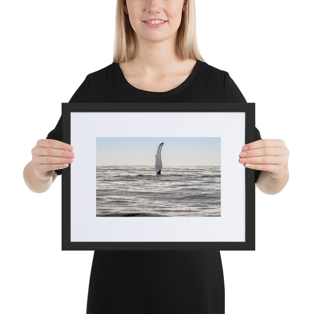Photographie 'Baleine à Bosse' par Charles Coley, capturant un moment furtif et majestueux d'une nageoire de baleine émergeant des profondeurs bleues de l'océan, un symbole de la liberté et du mystère du monde marin, ajoutant une essence de nature et de sérénité à votre espace intérieur.