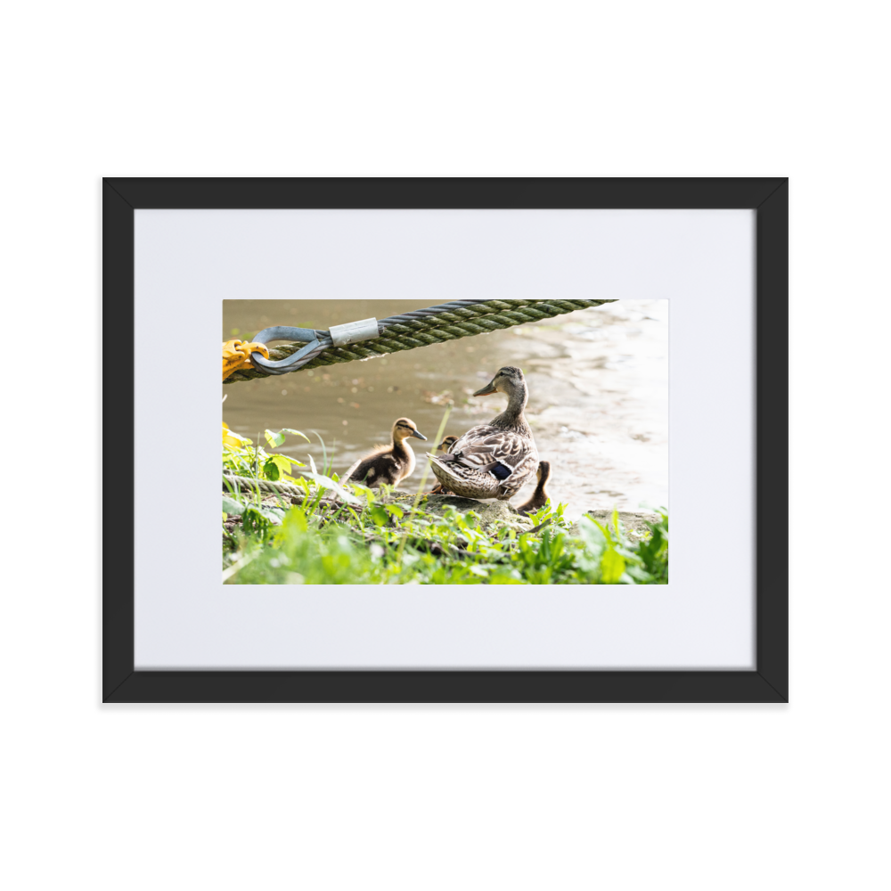 Poster de photographie d'une maman canard avec ses petits au bord de la Seine à Villeneuve-Saint-Georges.