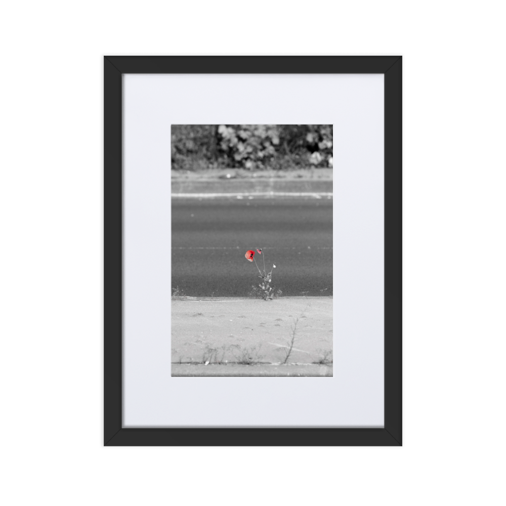 Poster de photographie urbaine représentant une fleur rouge solitaire émergeant du béton entre deux routes.
