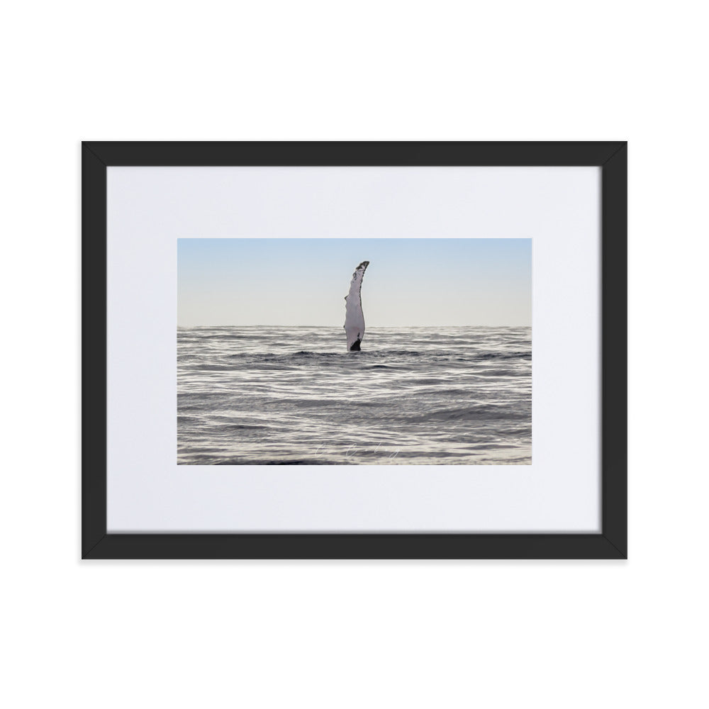 Photographie 'Baleine à Bosse' par Charles Coley, capturant un moment furtif et majestueux d'une nageoire de baleine émergeant des profondeurs bleues de l'océan, un symbole de la liberté et du mystère du monde marin, ajoutant une essence de nature et de sérénité à votre espace intérieur.
