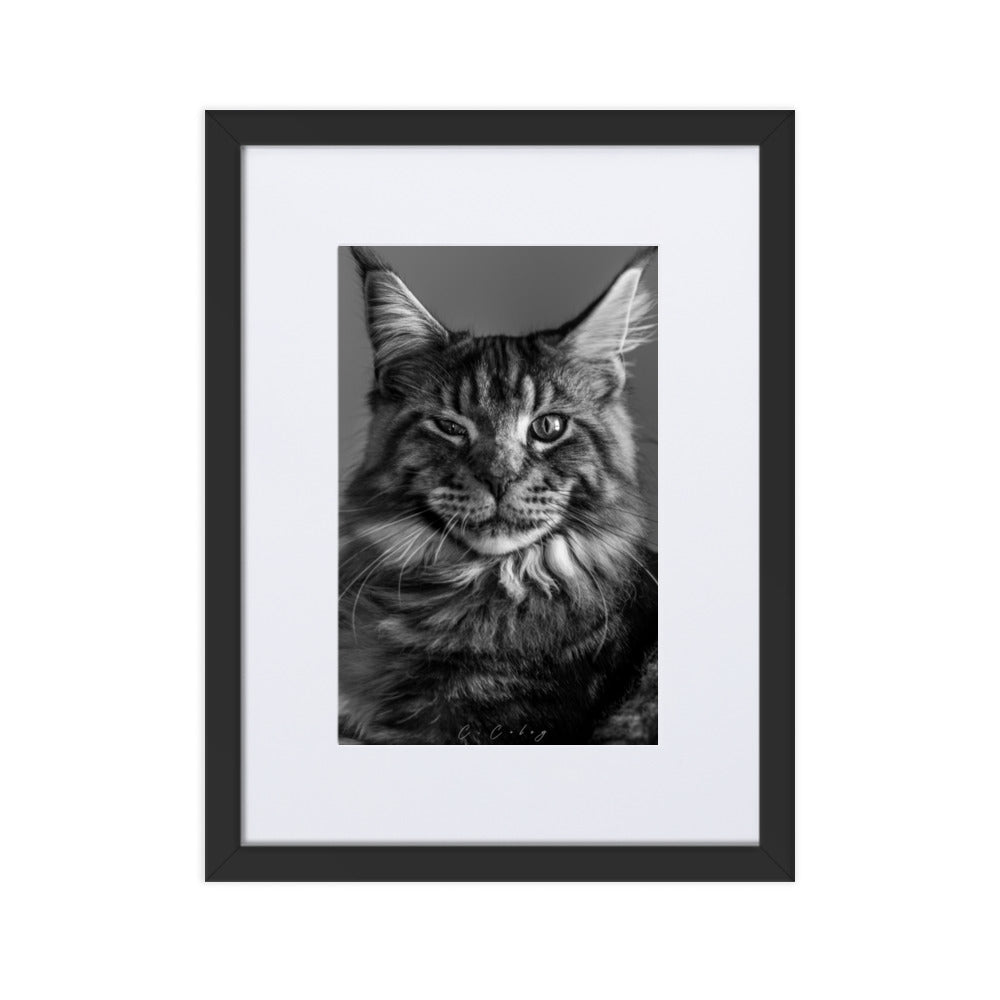 Portrait en noir et blanc du chat Maine Coon, capturant son allure noble et sa beauté naturelle, œuvre de Charles Coley.