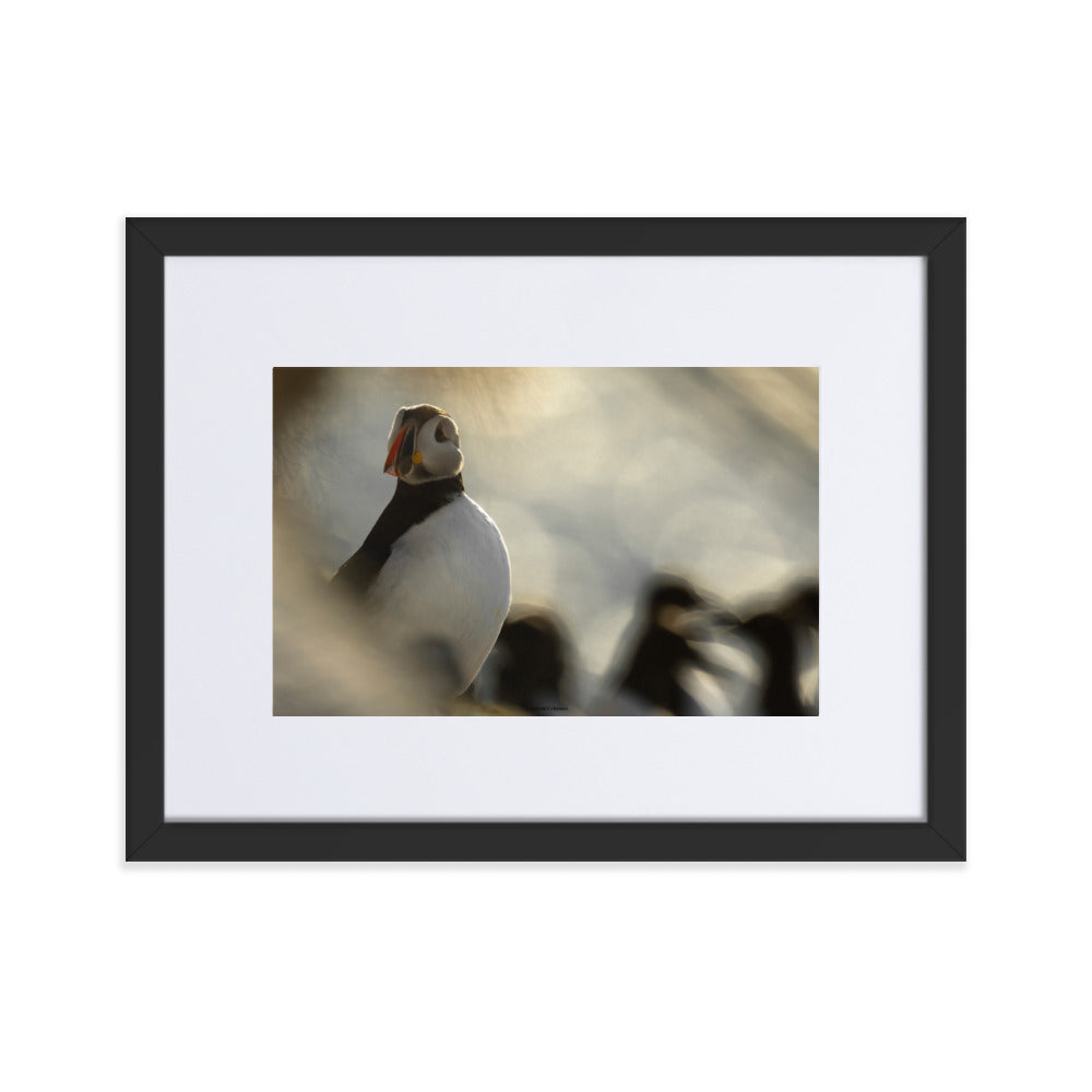 Photographie 'The Puffin's Game' de Laurent Echenoz, capturant un moment intime avec un Macareux moine, présentée dans un cadre élégant.