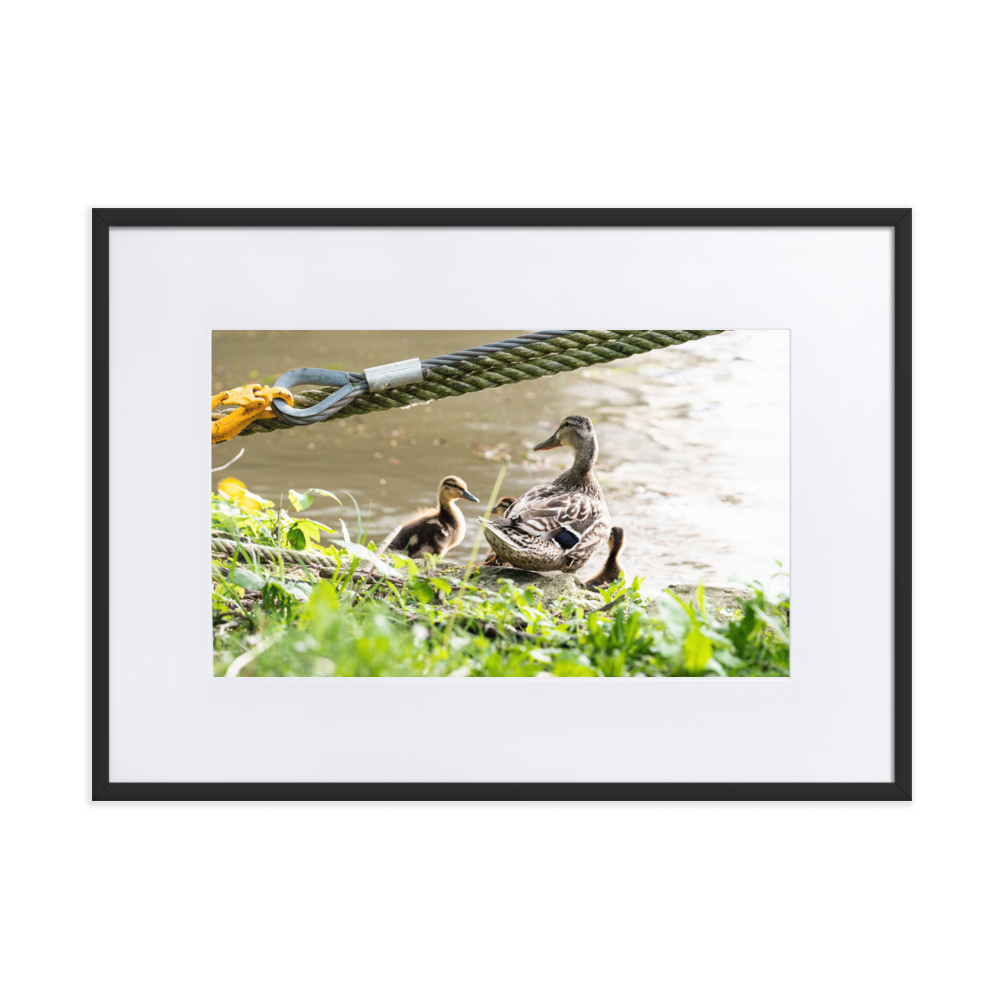 Poster de photographie d'une maman canard avec ses petits au bord de la Seine à Villeneuve-Saint-Georges.