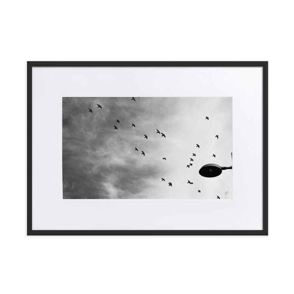 Photographie 'Dans le Sillage du Vent' de Yann Peccard, représentant des oiseaux en vol dans un ciel urbain, avec un réverbère en noir et blanc.