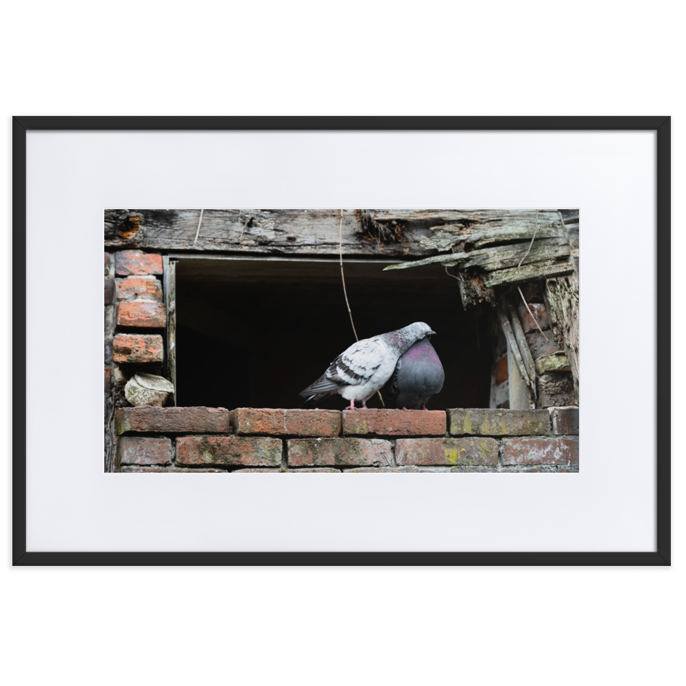 Poster du 'Calin', photographie attendrissante de deux pigeons à Honfleur.