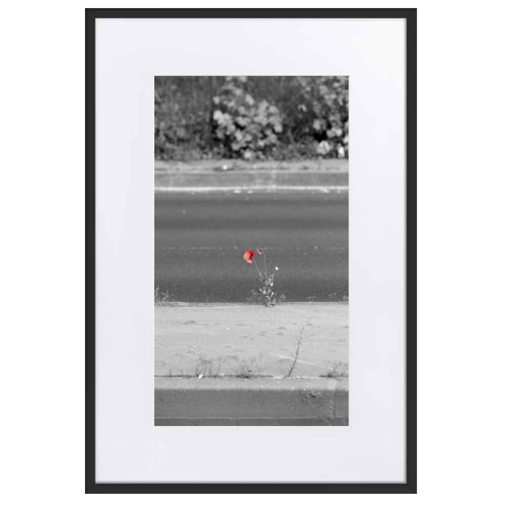 Poster de photographie urbaine représentant une fleur rouge solitaire émergeant du béton entre deux routes.
