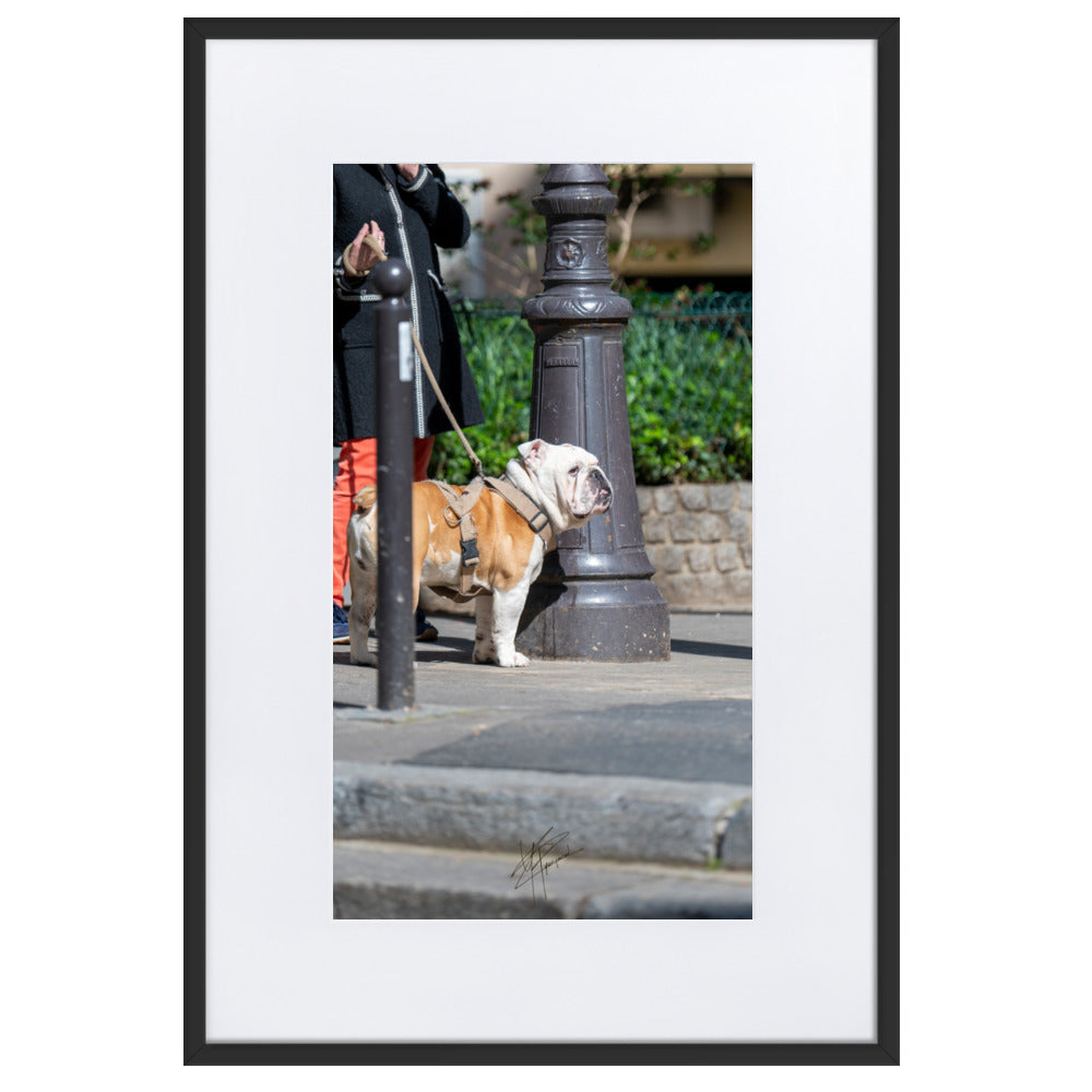 Photographie d'un Bulldog Anglais en promenade avec sa propriétaire, évoquant une scène chaleureuse et un lien profond entre l'homme et le chien.