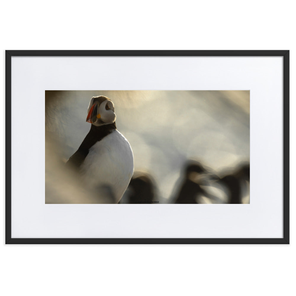 Photographie 'The Puffin's Game' de Laurent Echenoz, capturant un moment intime avec un Macareux moine, présentée dans un cadre élégant.