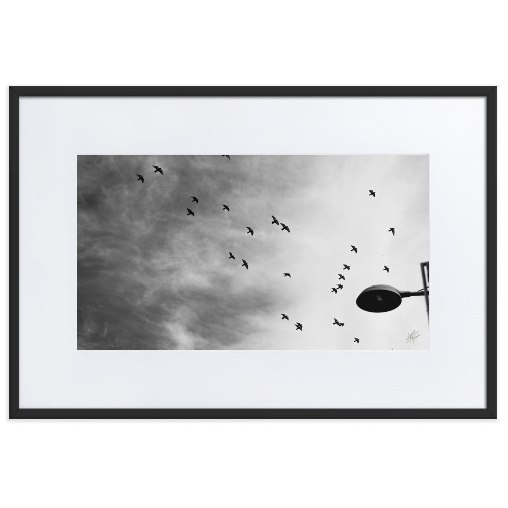 Photographie 'Dans le Sillage du Vent' de Yann Peccard, représentant des oiseaux en vol dans un ciel urbain, avec un réverbère en noir et blanc.