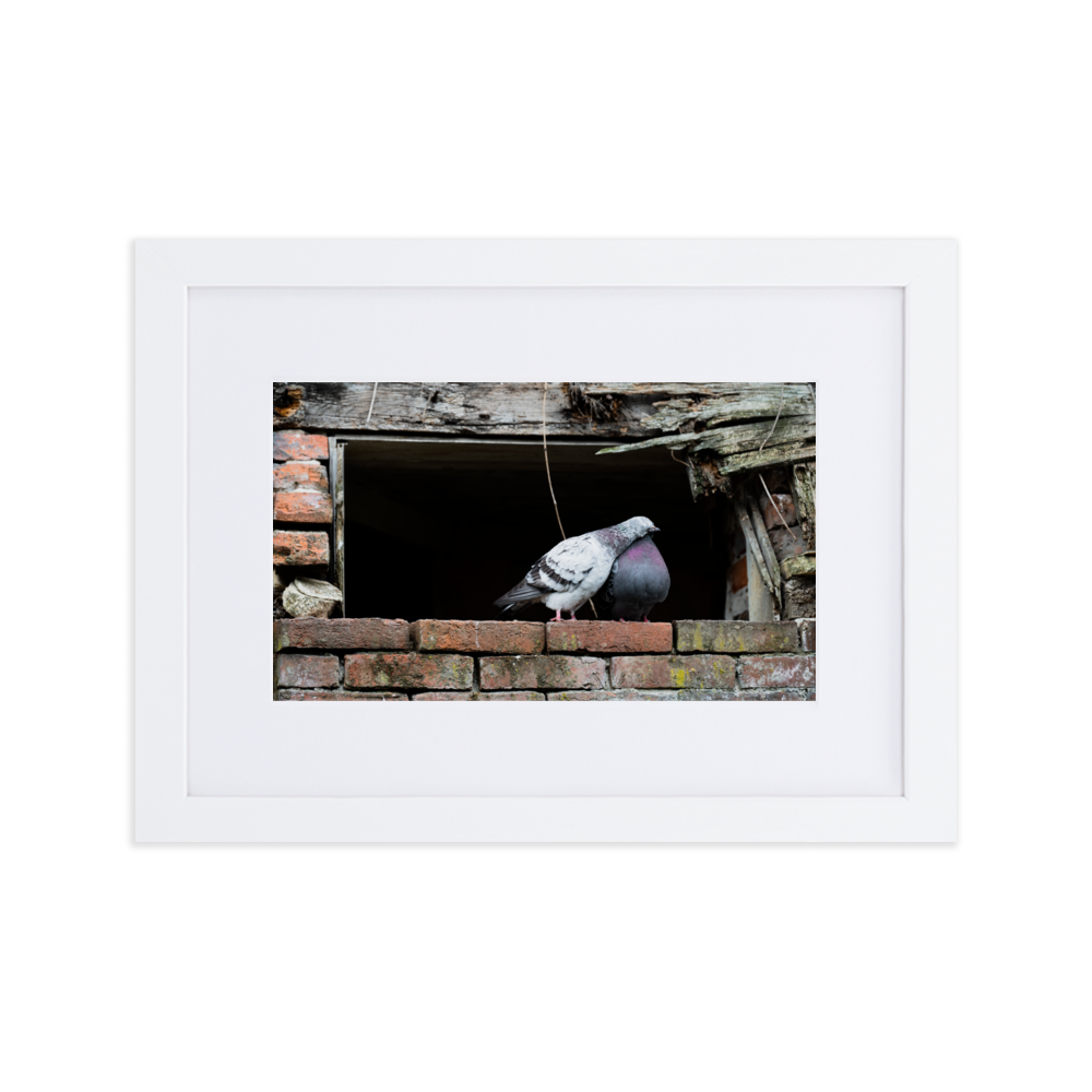 Poster du 'Calin', photographie attendrissante de deux pigeons à Honfleur.