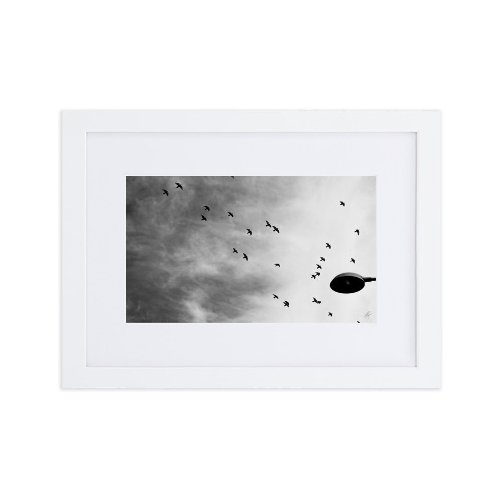 Photographie 'Dans le Sillage du Vent' de Yann Peccard, représentant des oiseaux en vol dans un ciel urbain, avec un réverbère en noir et blanc.