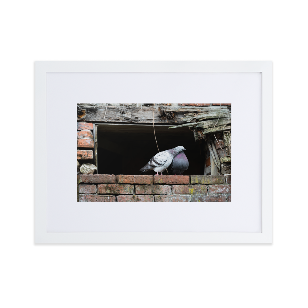 Poster du 'Calin', photographie attendrissante de deux pigeons à Honfleur.
