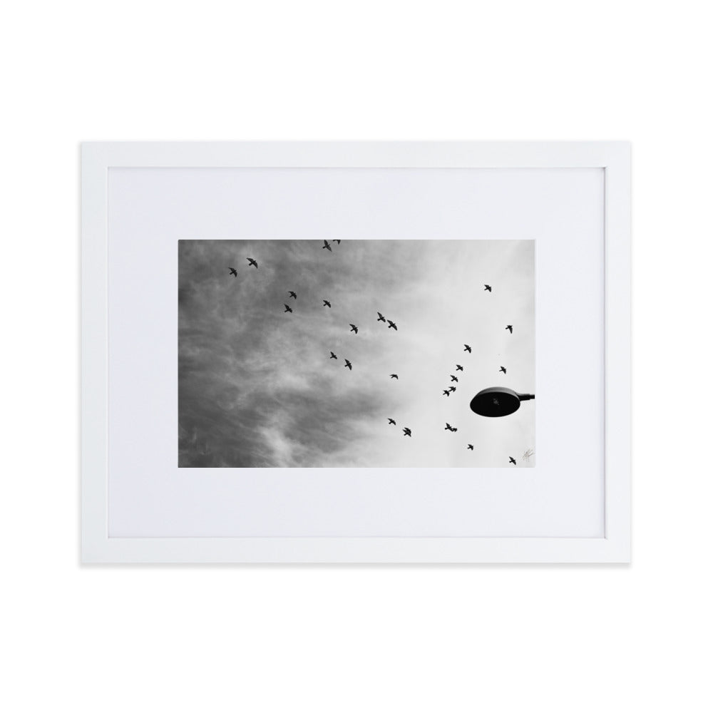 Photographie 'Dans le Sillage du Vent' de Yann Peccard, représentant des oiseaux en vol dans un ciel urbain, avec un réverbère en noir et blanc.