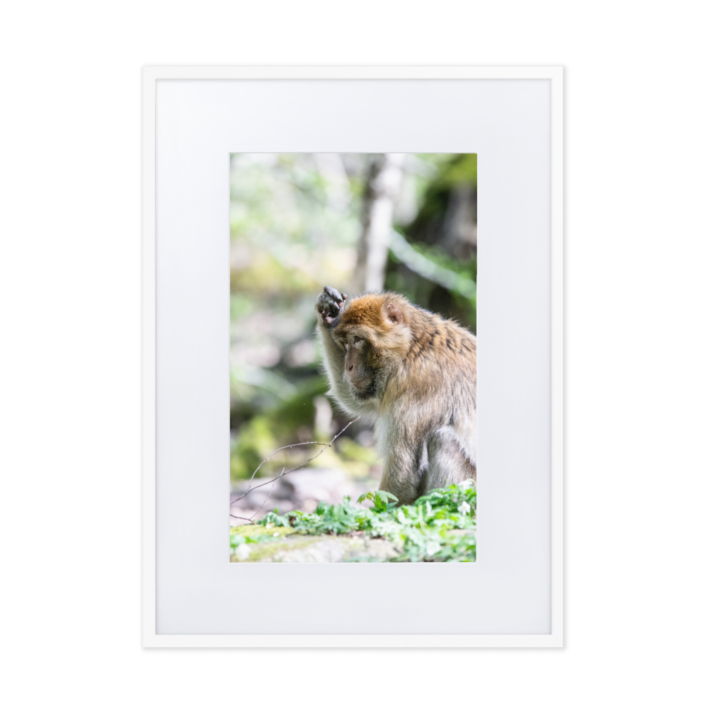 Poster mural - Macaque de barbarie N02 – Photographie Animal – Poster photographie, photographie murale et des posters muraux unique au monde. La boutique de posters créée par Yann Peccard un Photographe français.