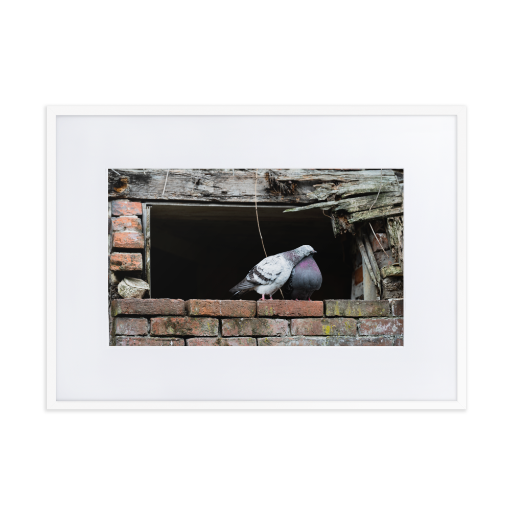 Poster du 'Calin', photographie attendrissante de deux pigeons à Honfleur.