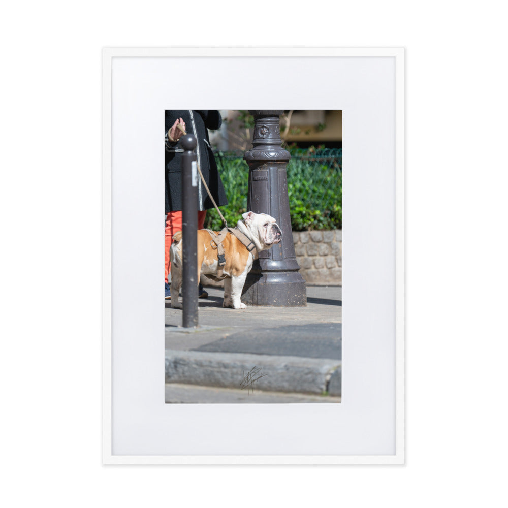 Photographie d'un Bulldog Anglais en promenade avec sa propriétaire, évoquant une scène chaleureuse et un lien profond entre l'homme et le chien.