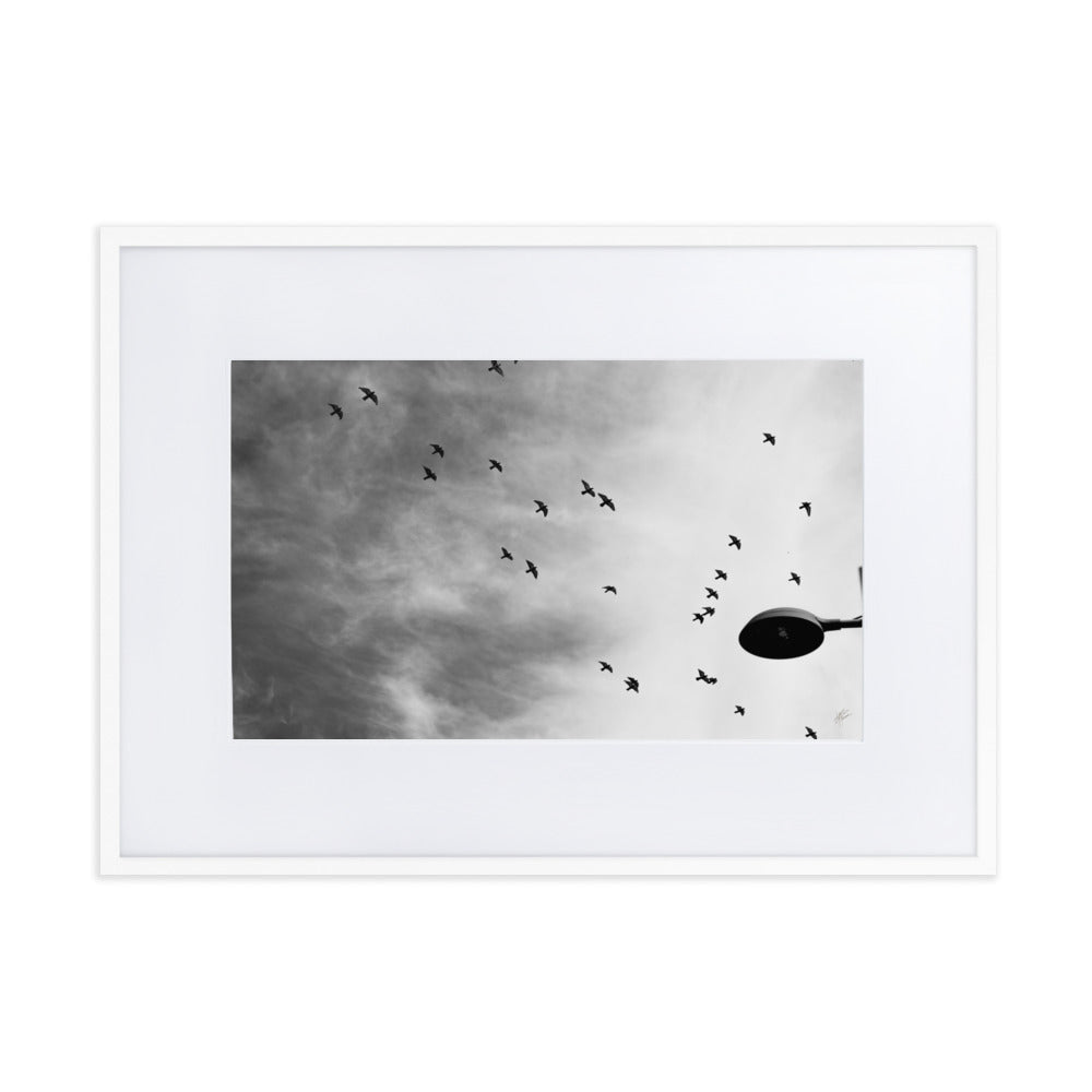 Photographie 'Dans le Sillage du Vent' de Yann Peccard, représentant des oiseaux en vol dans un ciel urbain, avec un réverbère en noir et blanc.