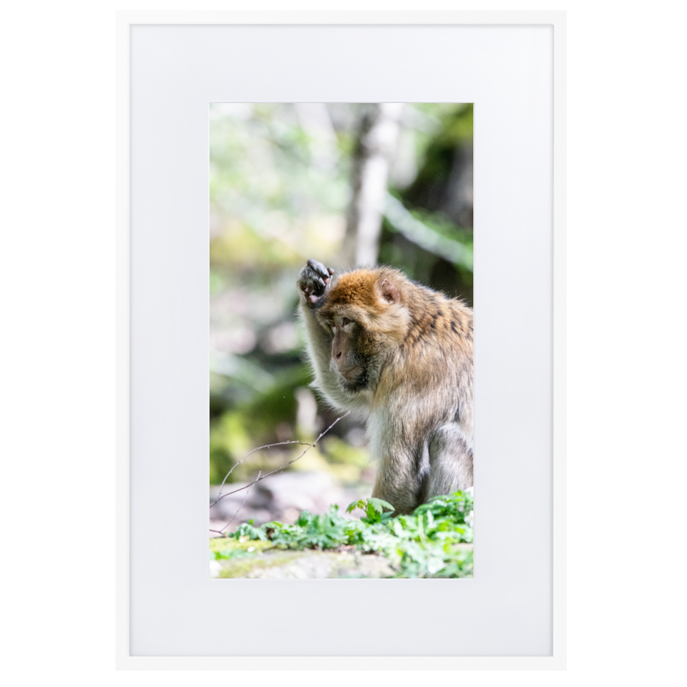 Poster mural - Macaque de barbarie N02 – Photographie Animal – Poster photographie, photographie murale et des posters muraux unique au monde. La boutique de posters créée par Yann Peccard un Photographe français.