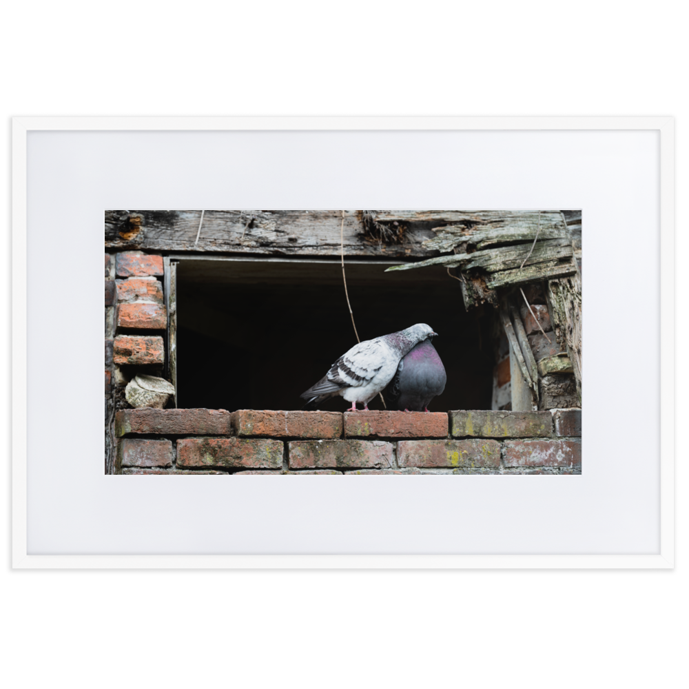 Poster du 'Calin', photographie attendrissante de deux pigeons à Honfleur.