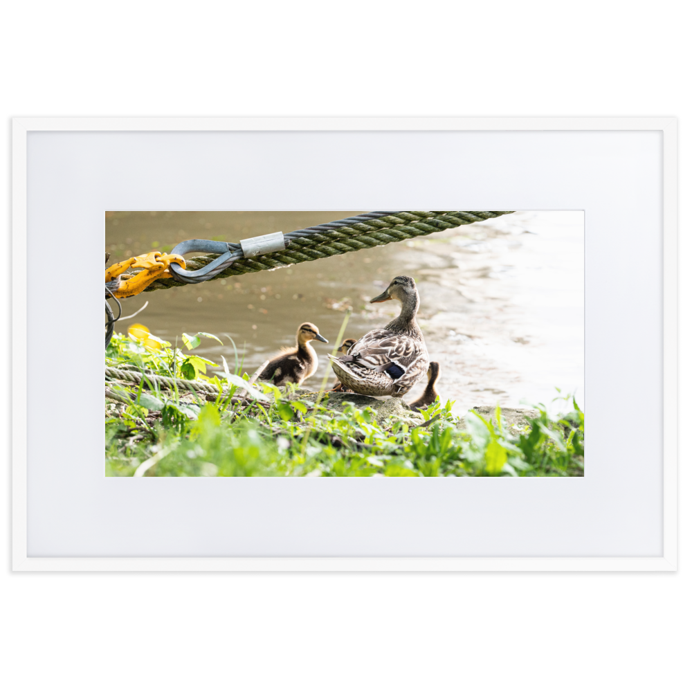 Poster de photographie d'une maman canard avec ses petits au bord de la Seine à Villeneuve-Saint-Georges.