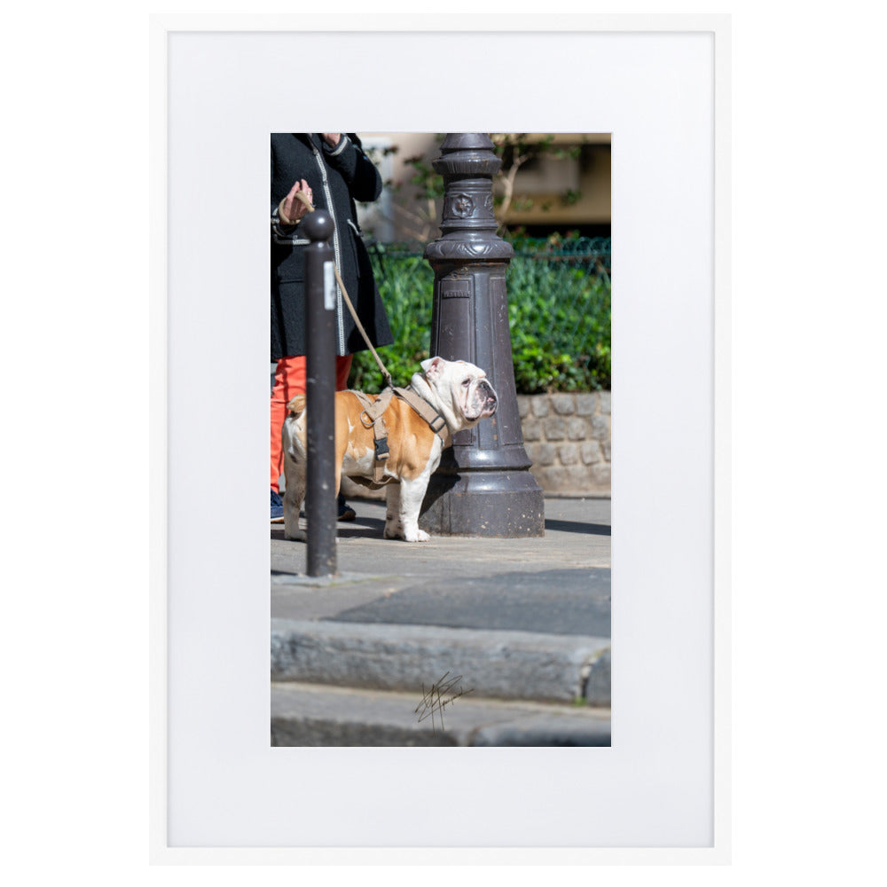 Photographie d'un Bulldog Anglais en promenade avec sa propriétaire, évoquant une scène chaleureuse et un lien profond entre l'homme et le chien.