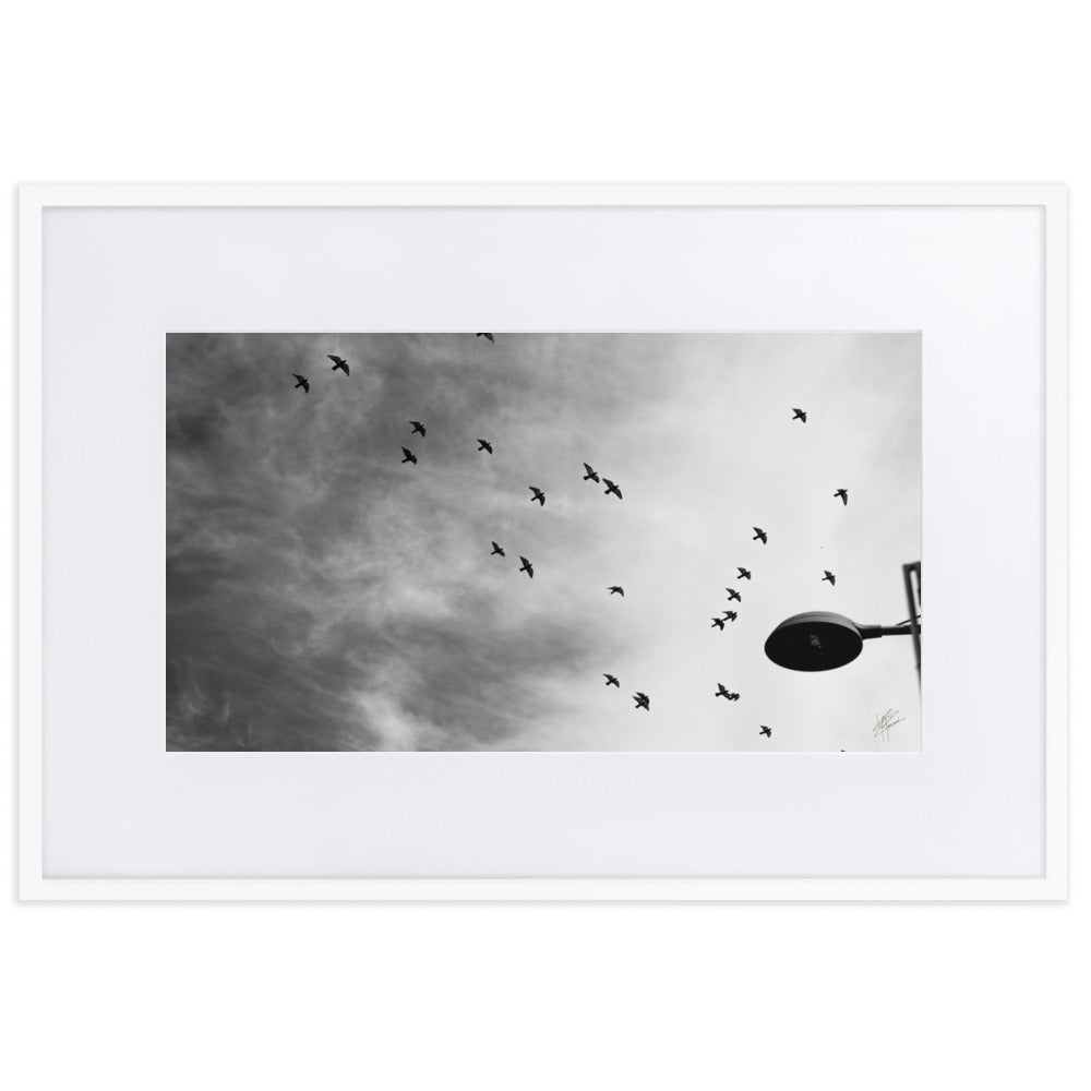 Photographie 'Dans le Sillage du Vent' de Yann Peccard, représentant des oiseaux en vol dans un ciel urbain, avec un réverbère en noir et blanc.