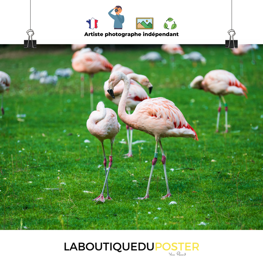 Poster mural - Flamant rose N01 – Photographie d'animaux – Poster photo, poster XXL, Photo d’art, photographie murale et des posters muraux des photographies de rue unique au monde. La boutique de posters créée par un Photographe français.